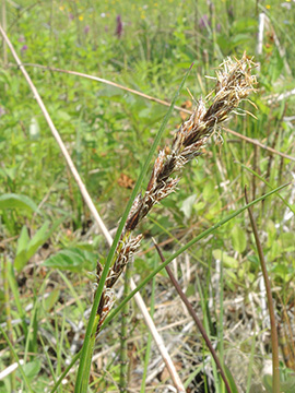 Carex disticha