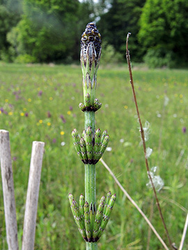 Equisetum palustre