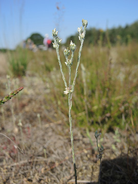 Filago minima