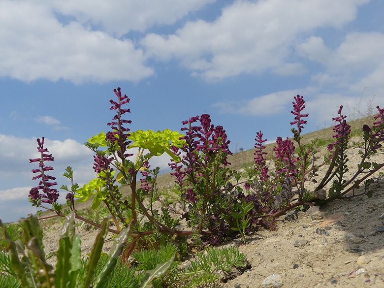 Fumaria officinalis