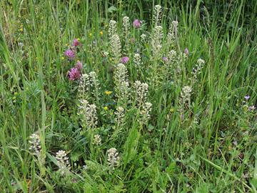 Lepidium campestre