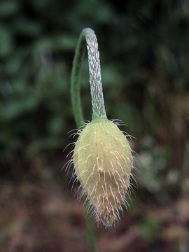 Papaver dubium dubium