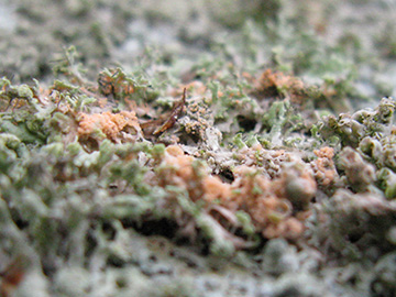Paranectria oropensis