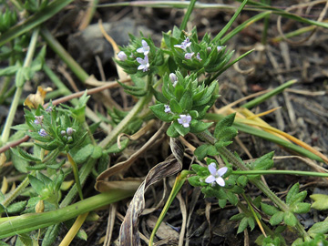 Sherardia arvensis