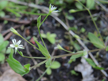 Stellaria alsine