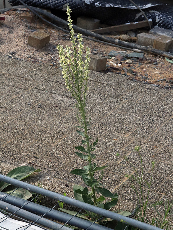 Verbascum lychnites