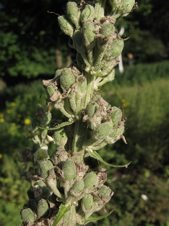 Verbascum lychnites