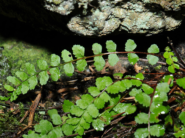 Asplenium adulterinum