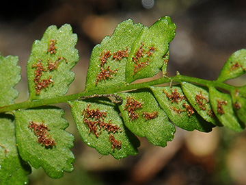 Asplenium adulterinum