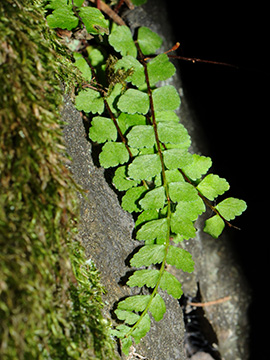 Asplenium adulterinum