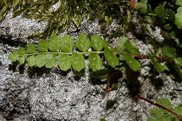 Asplenium adulterinum