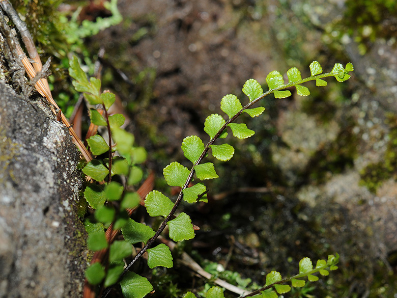 Asplenium adulterinum