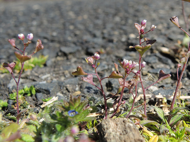 Capsella rubella