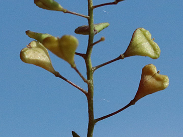 Capsella ascendens