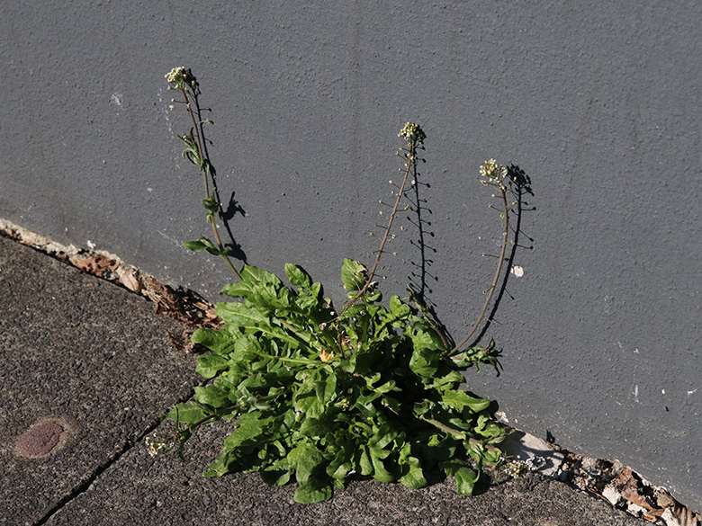 Capsella ascendens