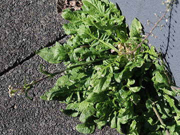 Capsella ascendens