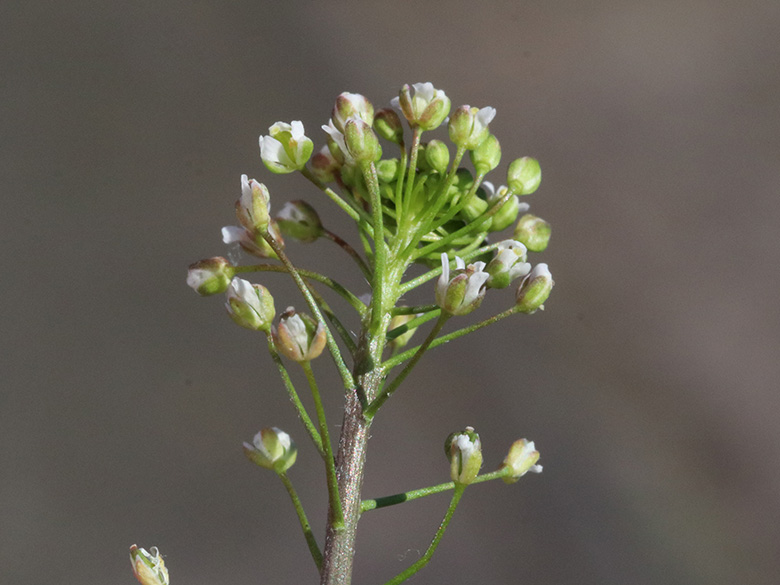 Capsella ascendens