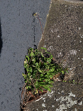 Capsella ascendens