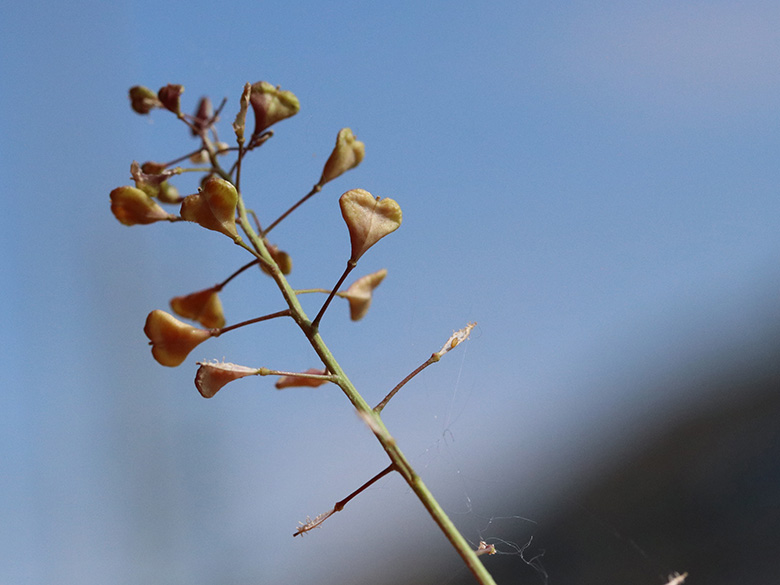 Capsella ascendens