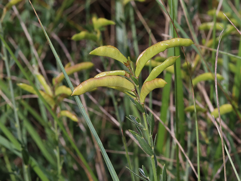 Genista tinctoria