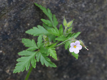 Geranium alboroseum