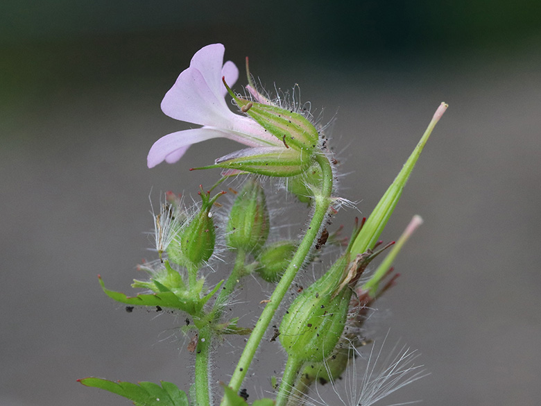 Geranium alboroseum