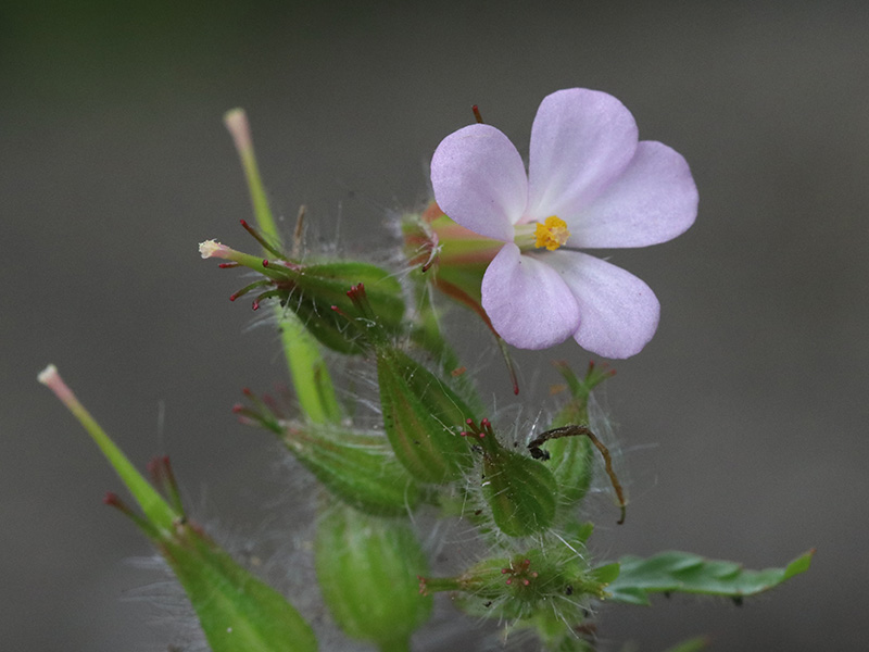 Geranium alboroseum