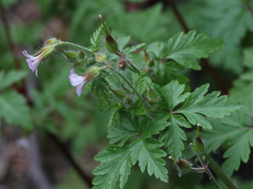 Geranium alboroseum