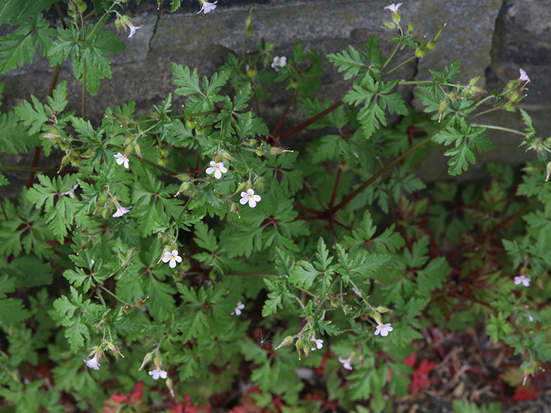 Geranium alboroseum