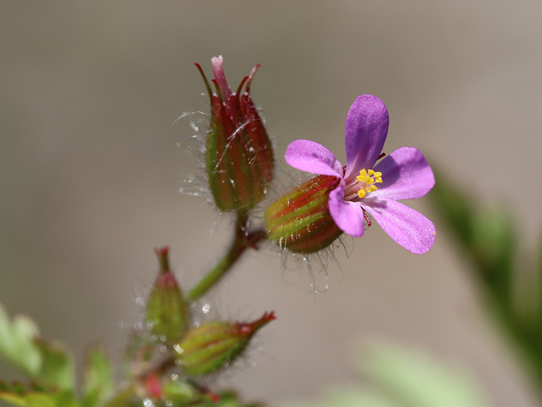 Geranium urbanum