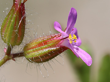 Geranium urbanum