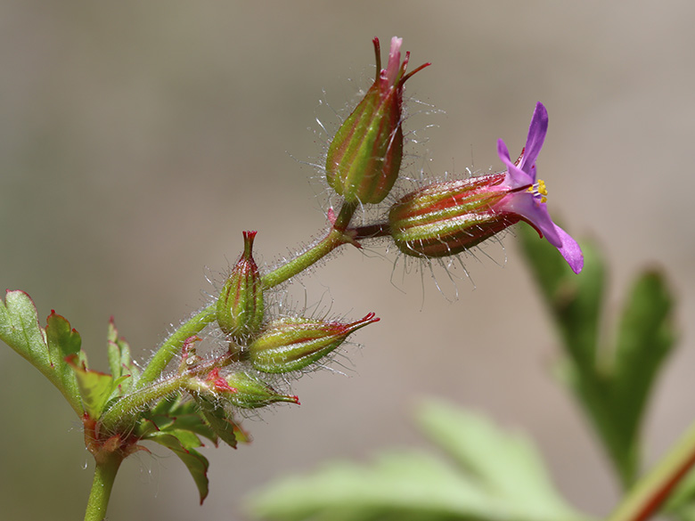 Geranium urbanum