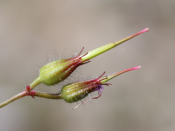 Geranium urbanum