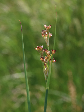 Juncus acutiflorus