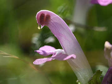 Pedicularis sylvatica