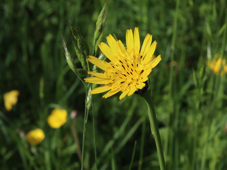 Tragopogon pratensis