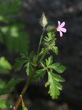 Geranium urbanum