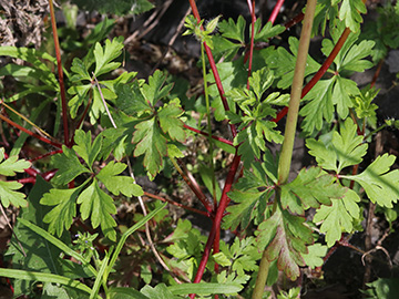 Geranium urbanum