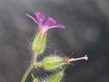 Geranium urbanum