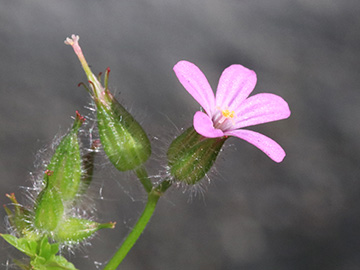 Geranium urbanum