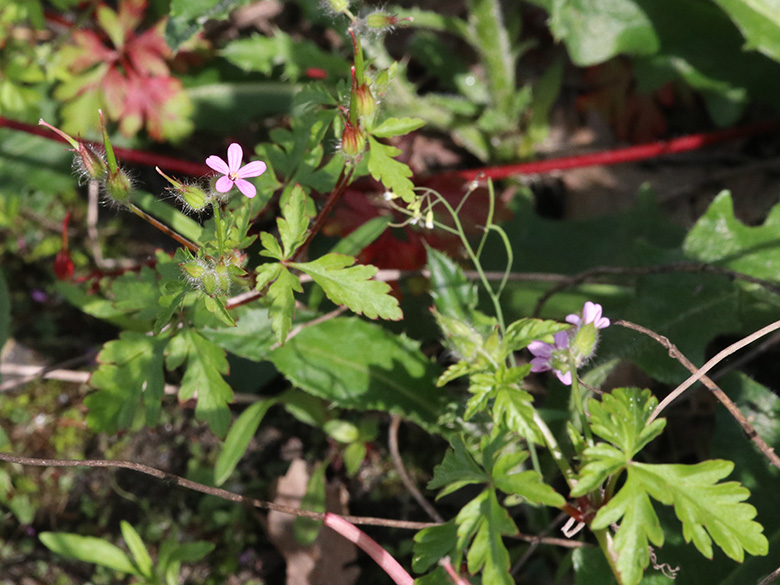 Geranium urbanum