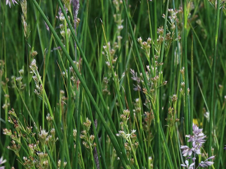 Juncus acutiflorus