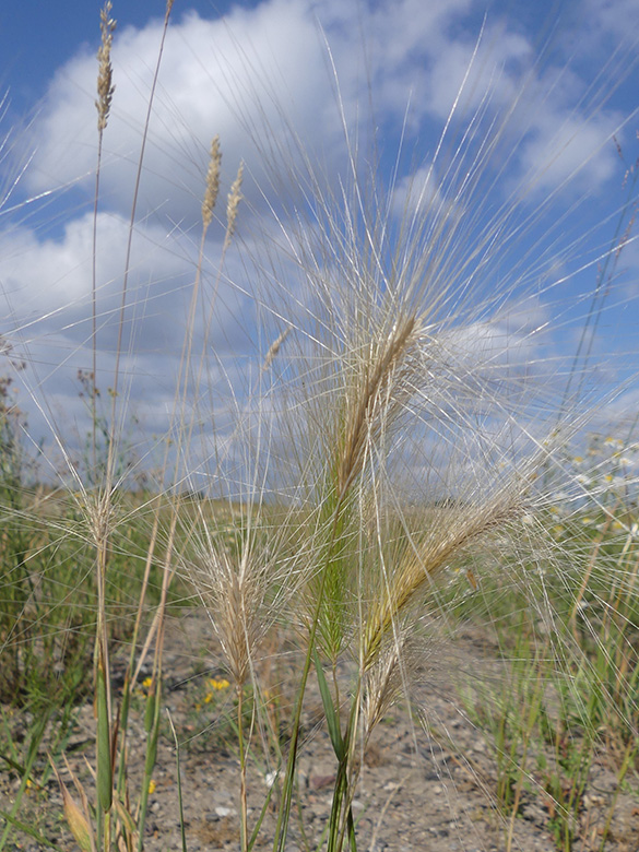 Hordeum jubatum