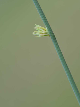 Juncus inflexus