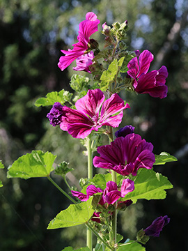 Malva sylvestris mauritiana