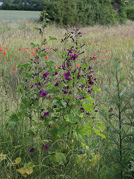 Malva sylvestris mauritiana