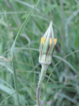 Tragopogon pratensis