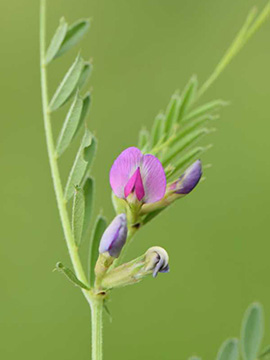 Vicia segetalis