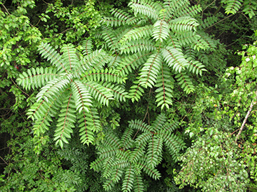 Ailanthus altissima