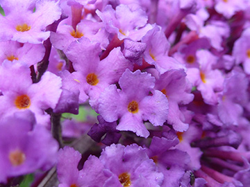 Buddleja davidii